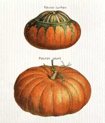 Ściereczka kuchenna Dynie