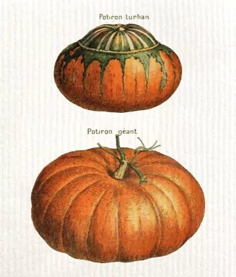 Ściereczka kuchenna Dynie