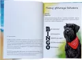 Sznaucer Bingo na tropie psigód - tantis.pl