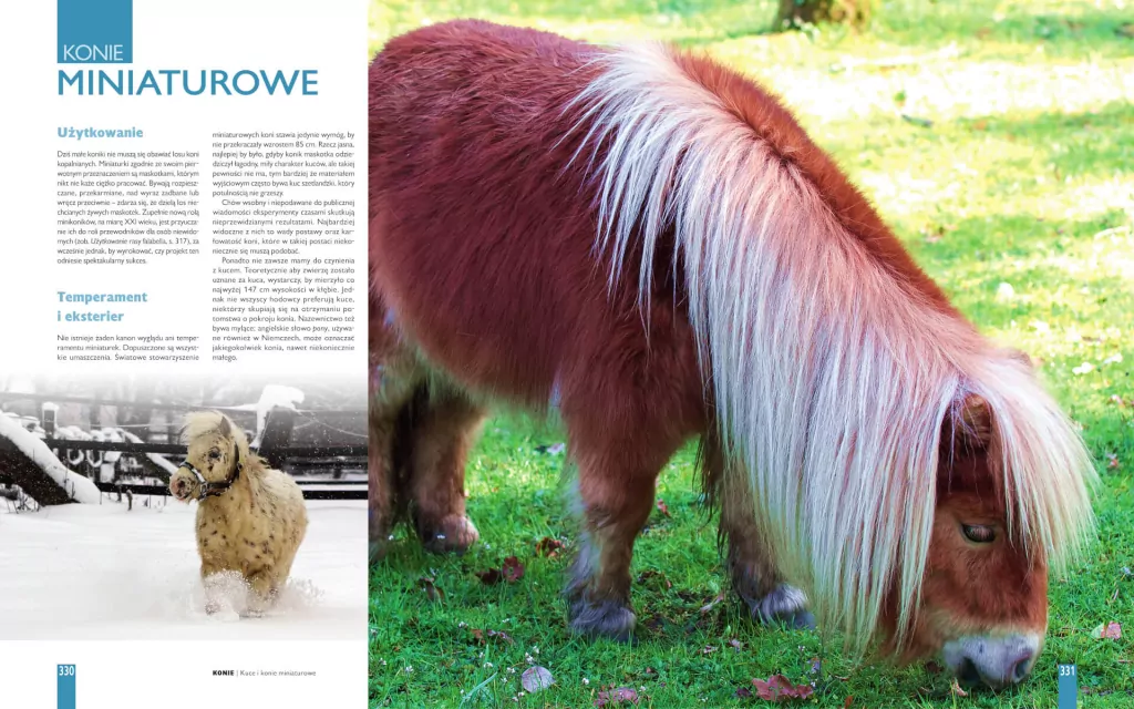 Konie. Pochodzenie, rasy, cechy - tantis.pl