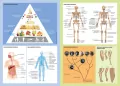 Matura. Biologia. Vademecum - tantis.pl