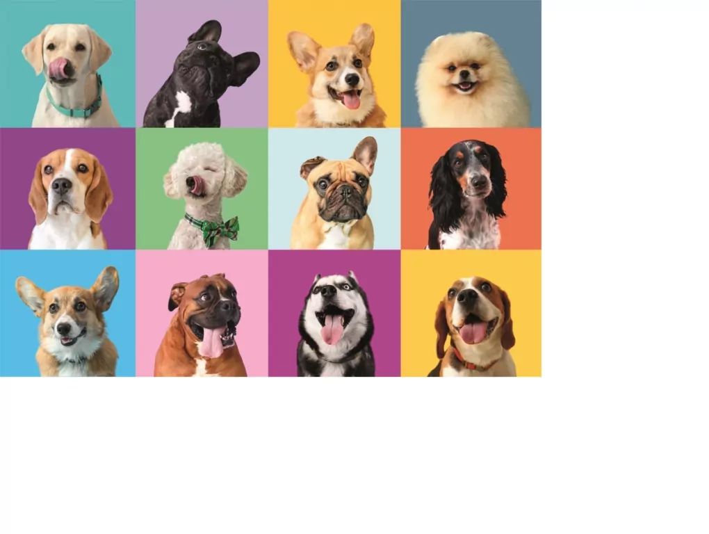 Puzzle 300 Super. Funny Faces - tantis.pl