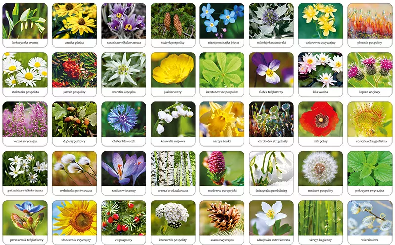 Flora Polski. Memory - tantis.pl
