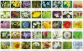 Flora Polski. Memory - tantis.pl