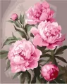Malowanie po numerach. Piwonia 40x50cm - tantis.pl