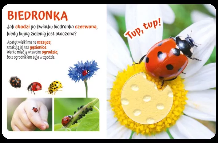 Pogłaszcz zwierzątko na łące. Przytulki - tantis.pl