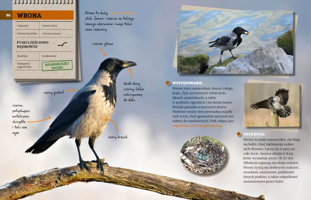 Ptaki. Przewodnik młodego przyrodnika - tantis.pl