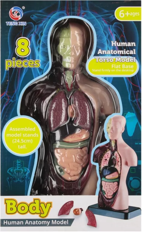 Zestaw Naukowca Anatomia Człowieka - tantis.pl