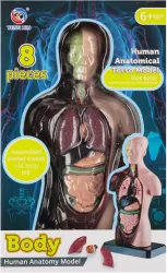 Zestaw Naukowca Anatomia Człowieka