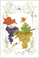 Karnet winogrona 12x18 + koperta - tantis.pl