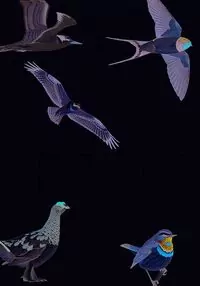 Ptaki Europy i obszaru śródziemnomorskiego - tantis.pl