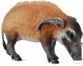 Świnia rzeczna - tantis.pl
