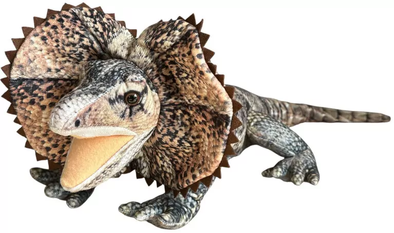 Agama 65cm - tantis.pl