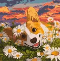 Malowanie po numerach - Corgi w stokrotka 40x40cm - tantis.pl