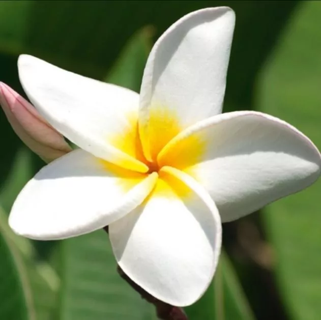 Karnet Kwiat Plumeria 16x16 + koperta - tantis.pl