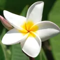 Karnet Kwiat Plumeria 16x16 + koperta - tantis.pl