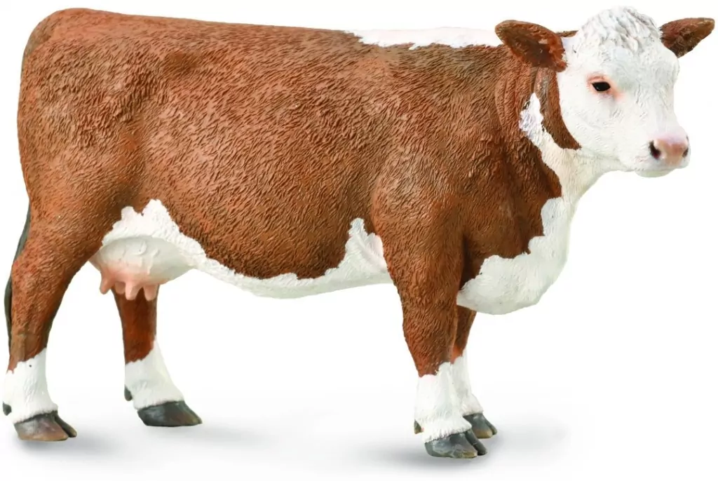 Krowa Herford - tantis.pl