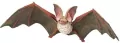 Nietoperz - tantis.pl