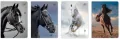 Zeszyt A5/32K kratka M 70g UV Wild Horses (10szt) - tantis.pl