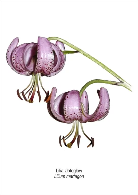 Obraz A4 Lilia złotogłów - tantis.pl