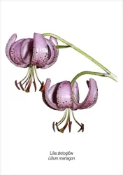Obraz A4 Lilia złotogłów