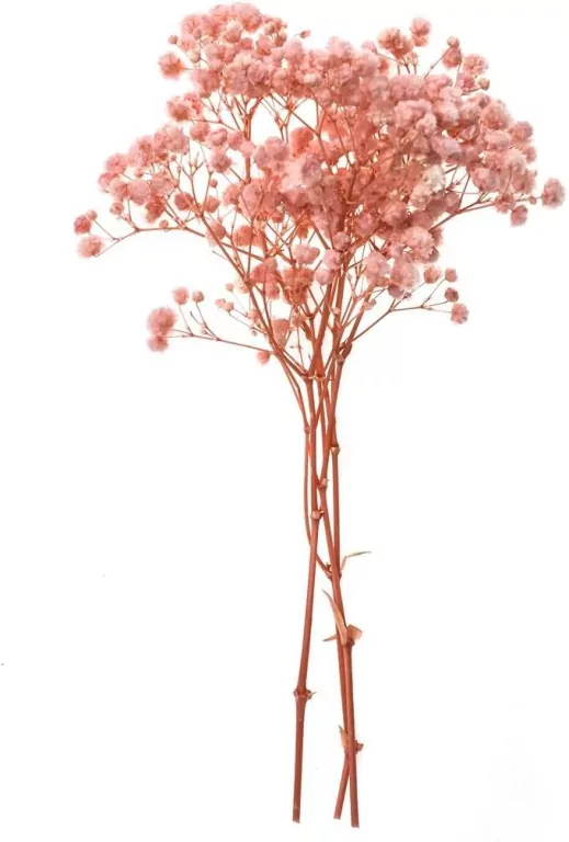 Gipsówka 4 gałązki ok. 20cm light pink - tantis.pl