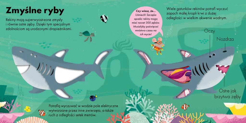 Jak to działa. Rekin - tantis.pl