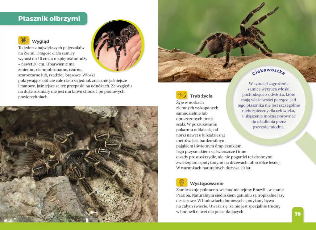 Jaki to pająk? Atlas dla dzieci - tantis.pl