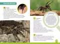 Jaki to pająk? Atlas dla dzieci - tantis.pl