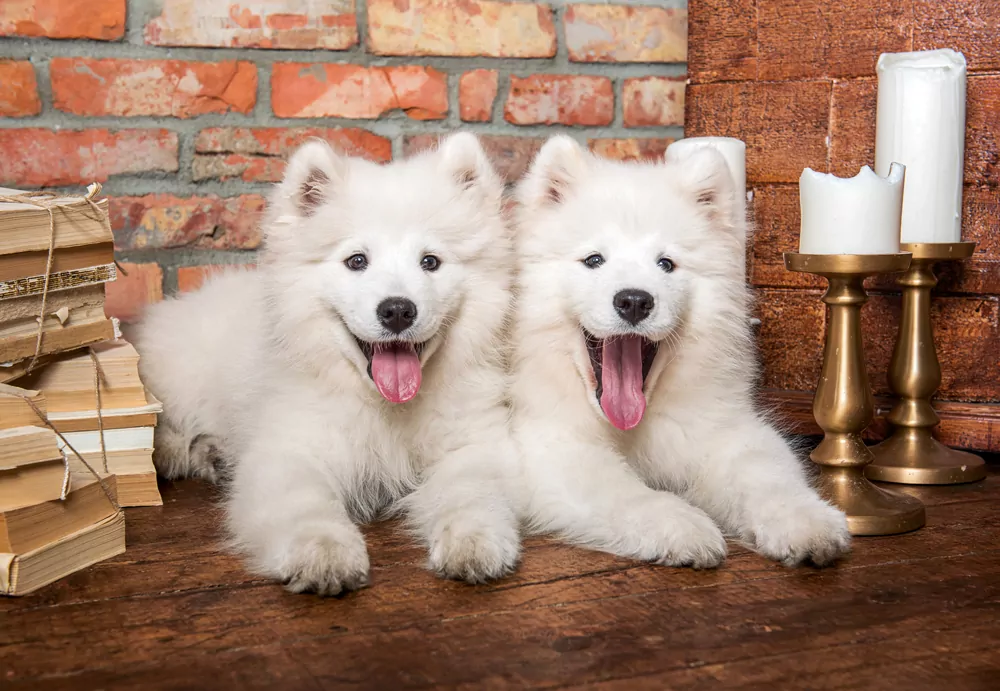 Puzzle 1000. Samoyed Puppies Say Hello - tantis.pl