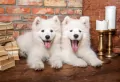 Puzzle 1000. Samoyed Puppies Say Hello - tantis.pl