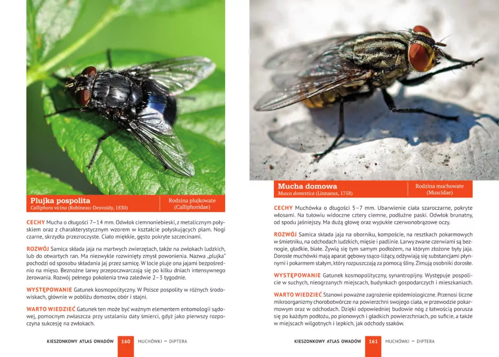 Kieszonkowy atlas owadów - tantis.pl