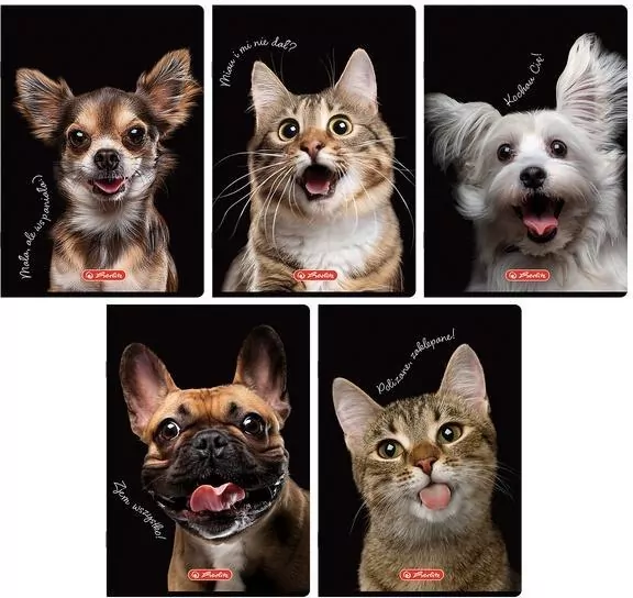 Zeszyt A5/60K linia z marginesem Animals - tantis.pl