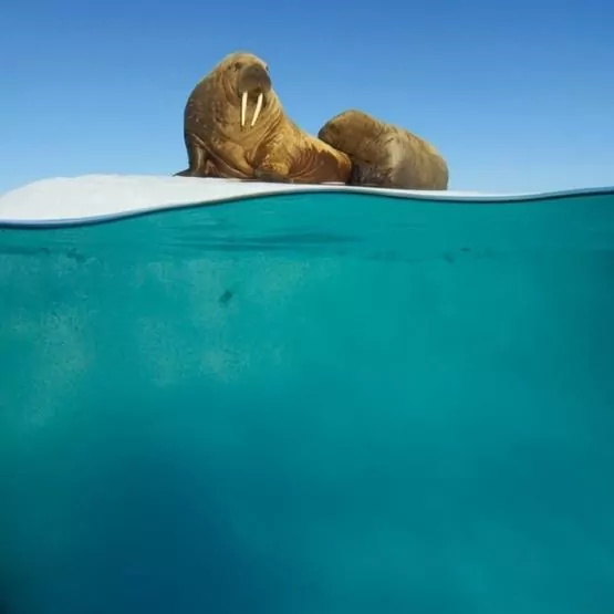 Karnet kwadrat z kopertą Walrus Mother and Calf - tantis.pl