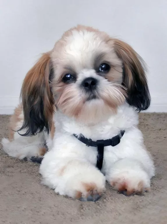 Mozaika diamentowa 5D - Shih Tzu 40x30cm - tantis.pl