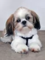 Mozaika diamentowa 5D - Shih Tzu 40x30cm - tantis.pl