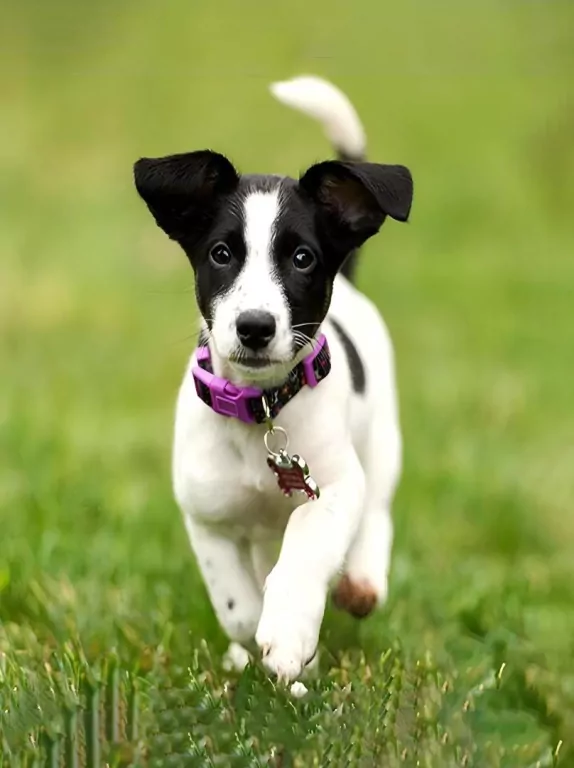 Mozaika diamentowa 5D - Jack Russell 40x30cm - tantis.pl