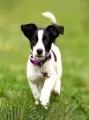Mozaika diamentowa 5D - Jack Russell 40x30cm - tantis.pl