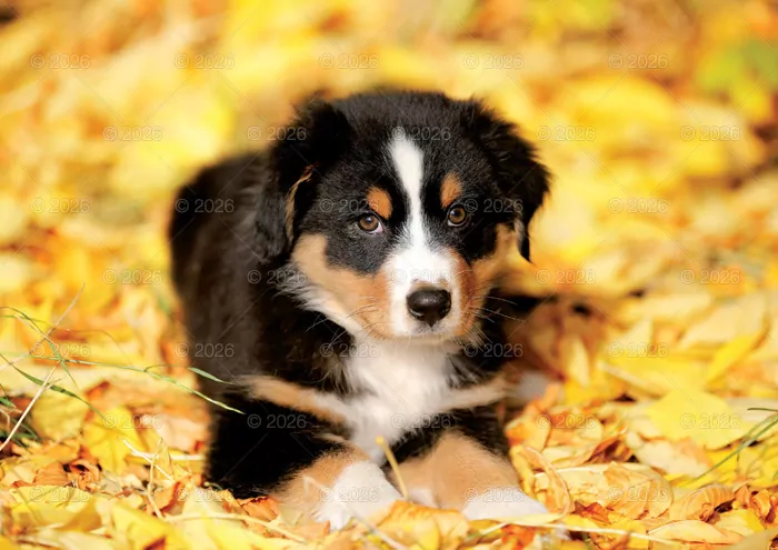 Kalendarz 2026 rodzinny Psy domowe - tantis.pl