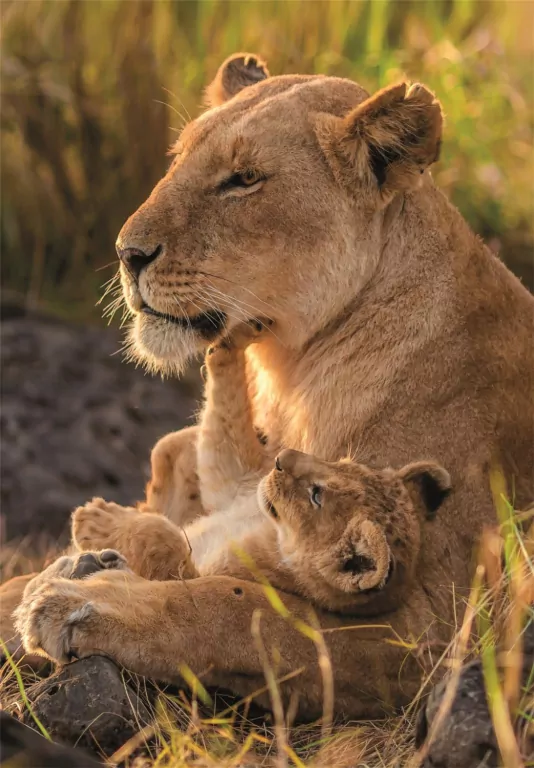 Puzzle 500 Feline Love - tantis.pl