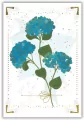Karnet 12x18cm + koperta Hortensja - tantis.pl