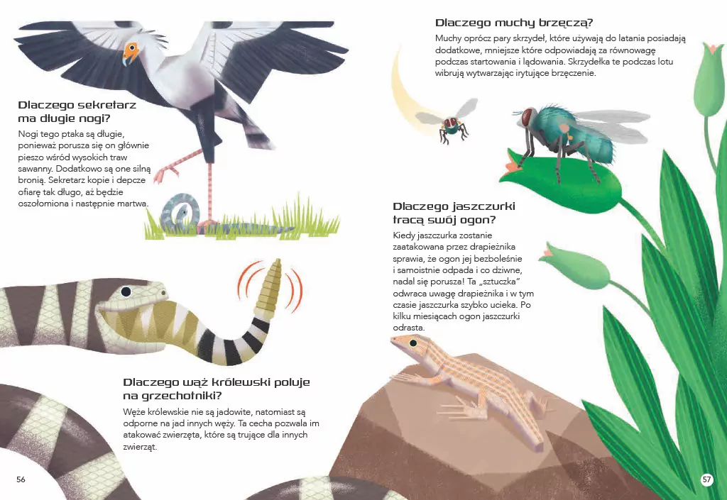 200 ciekawostek. Zwierzęta świata - tantis.pl