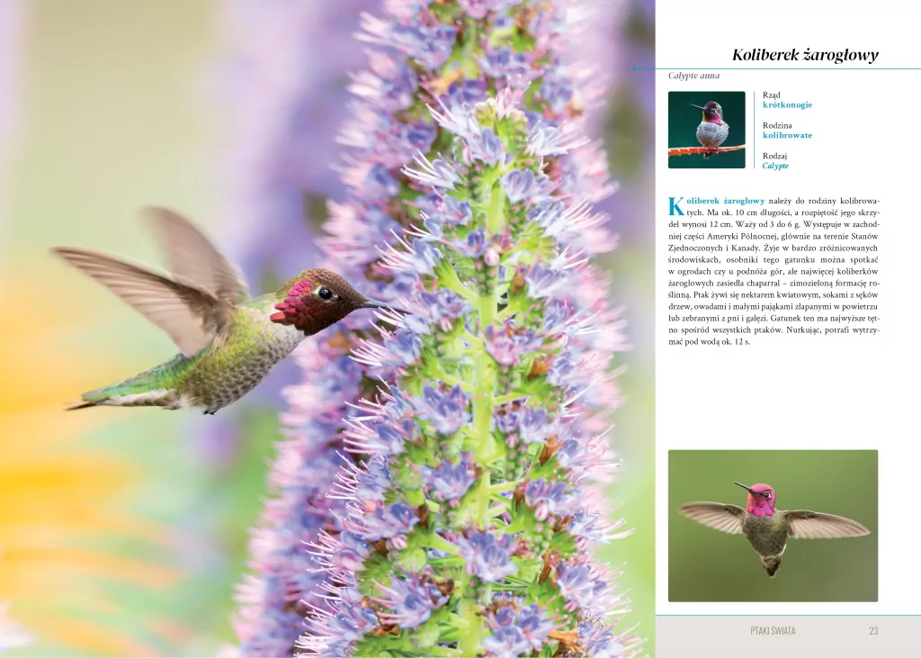 Ptaki świata - tantis.pl