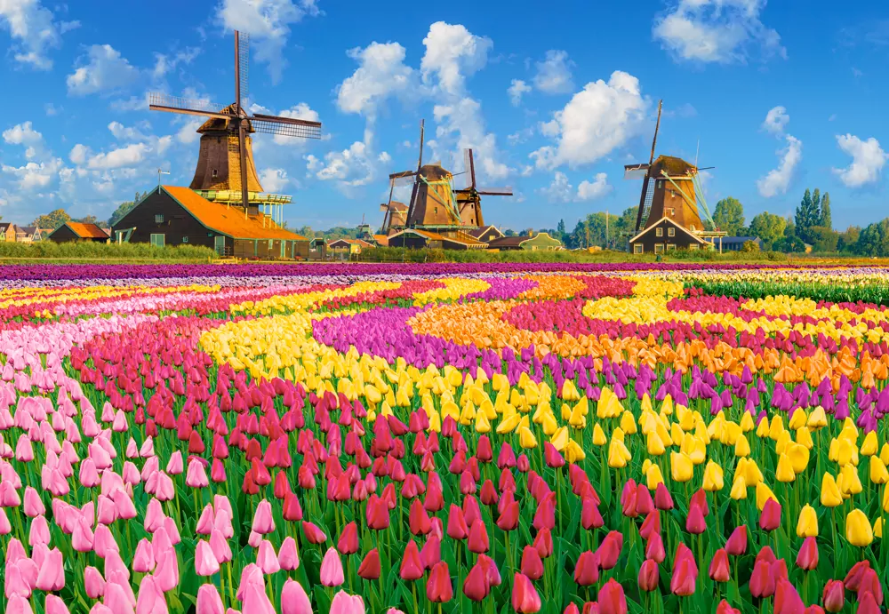 Puzzle 1000 Dutch Windmills Among Tulips CASTOR - tantis.pl
