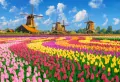 Puzzle 1000 Dutch Windmills Among Tulips CASTOR - tantis.pl