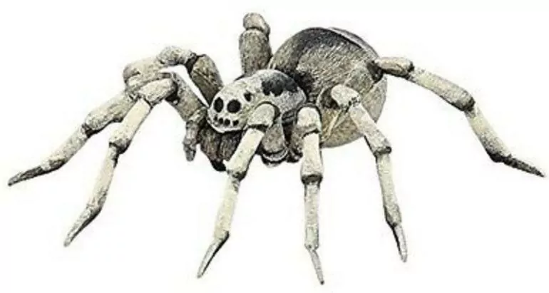 Tarantula - tantis.pl