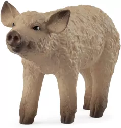 Prosię Mangalica
