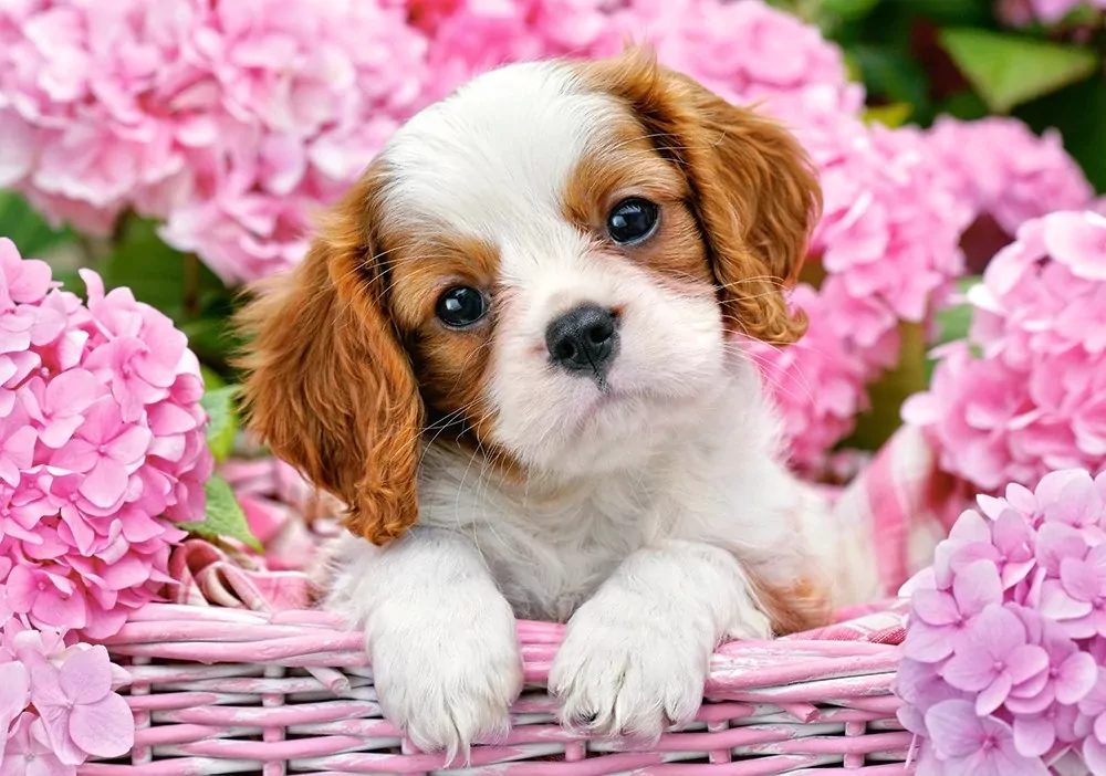 Puzzle 500. Pup in Pink Flowers. Szczeniak w różowych pąkach - tantis.pl