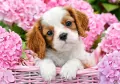 Puzzle 500. Pup in Pink Flowers. Szczeniak w różowych pąkach - tantis.pl