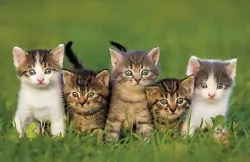 Kalendarz trójdzielny 2021 MiP Koty